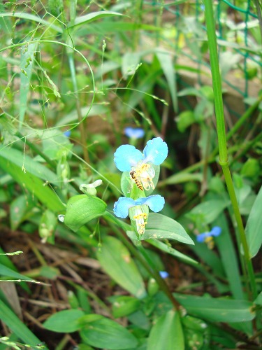 c0076141_2134541.jpg