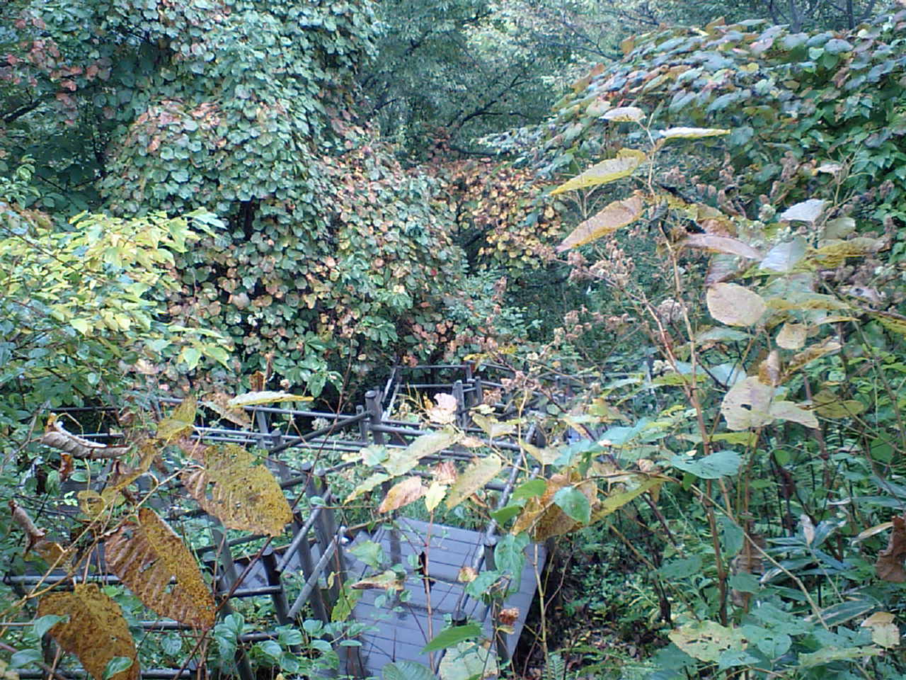 d0098665_174116.jpg