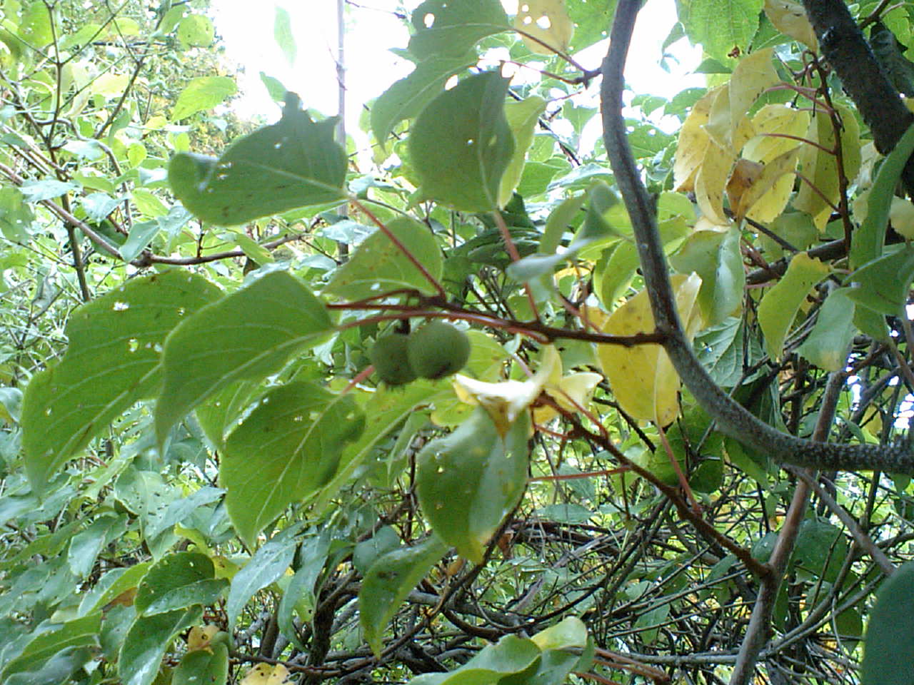 d0098665_1751467.jpg