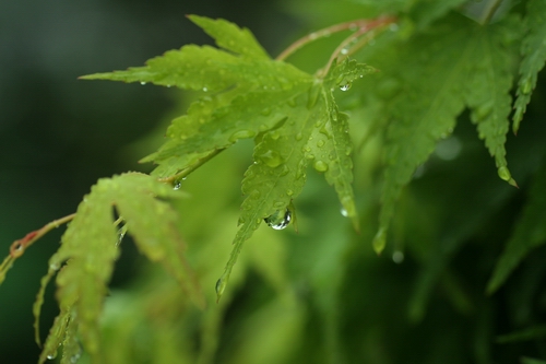 恵みの雨_d0132769_20253856.jpg