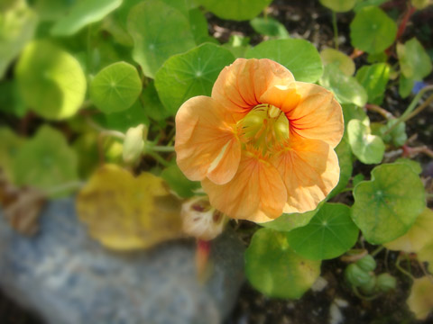 f0146493_1063598.jpg