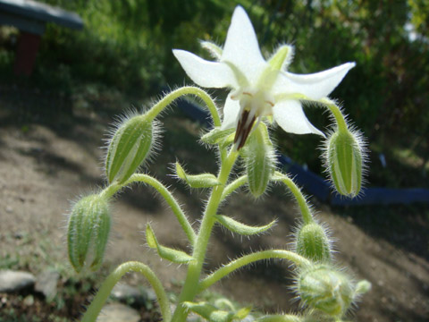 f0146493_1075339.jpg