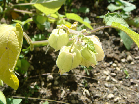 f0146493_1084499.jpg