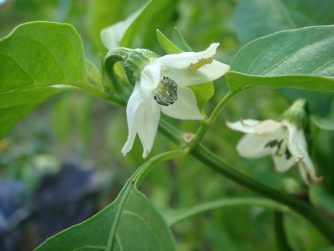 f0146493_1095090.jpg