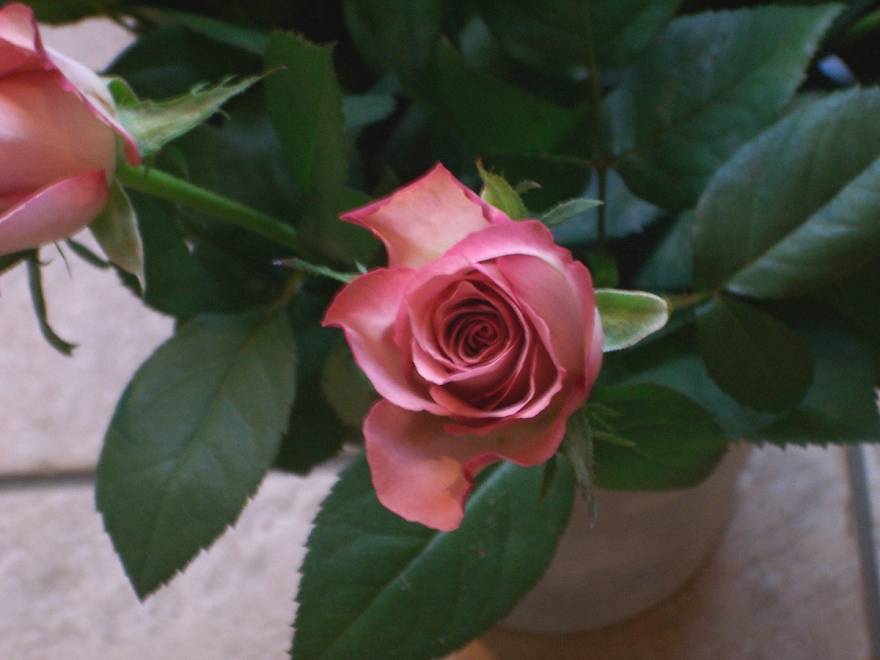薔薇 ハロウィン Hanatsudoi 薔薇 ハロウィン Hanatsudoi