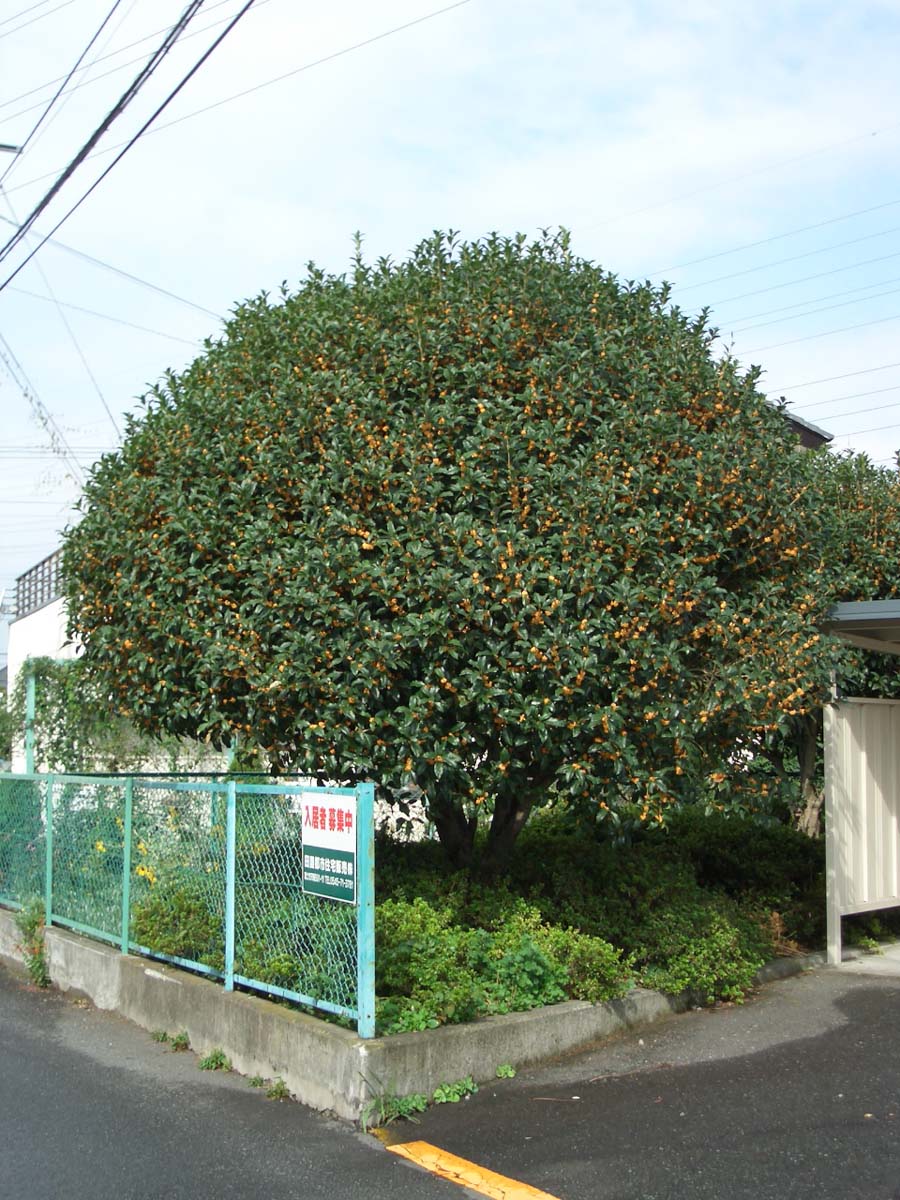 富士川エリアの魅力_f0141310_0262459.jpg