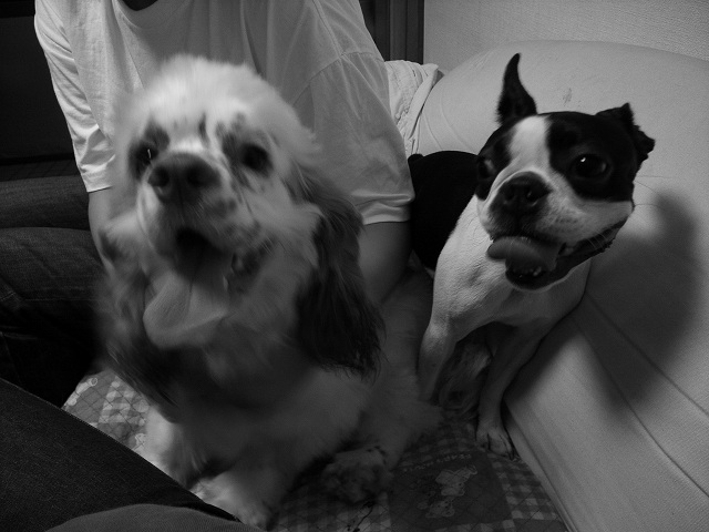 c0071611_133484.jpg
