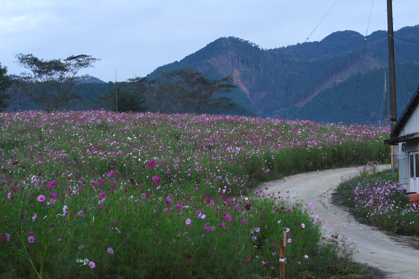 久世　上野の秋桜_d0120622_19491298.jpg