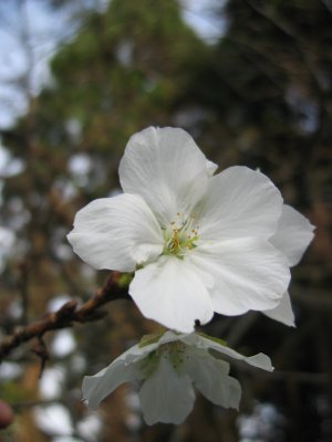 Sakura 咲く!_f0067122_16163581.jpg