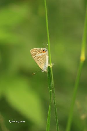 f0005733_2058569.jpg