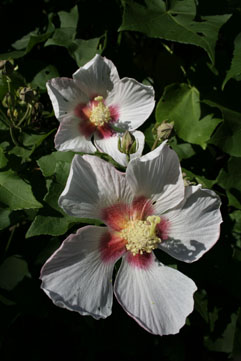 e0041337_233217100.jpg