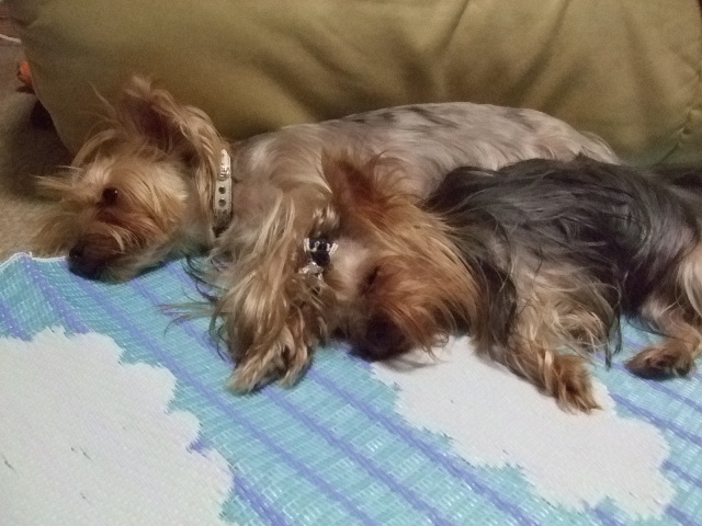e0120072_20172651.jpg