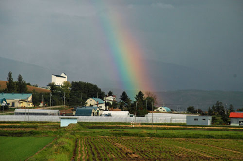 太い虹・・中富良野_d0021578_23455010.jpg