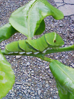 c0049489_21423585.jpg