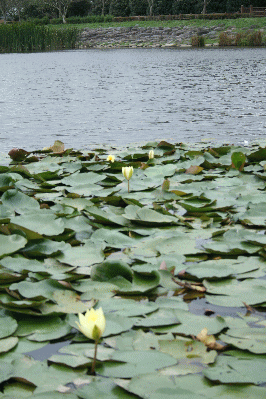 d0100192_20244920.gif