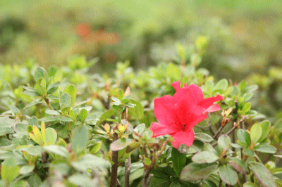 d0100192_2027116.gif