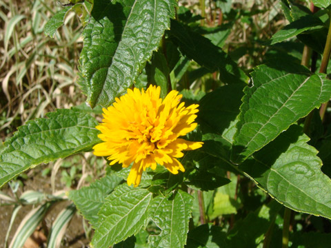 f0146493_10243339.jpg