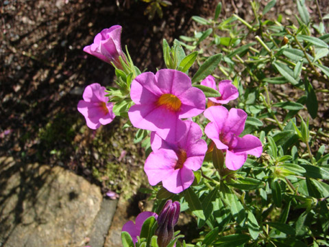 f0146493_10353944.jpg