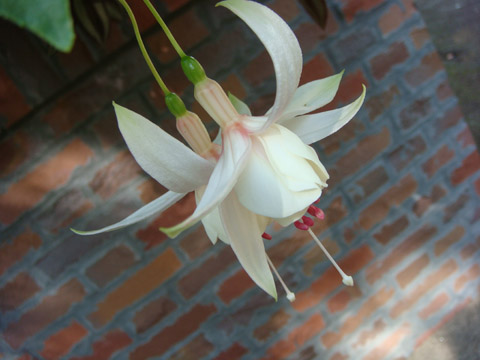 f0146493_1035845.jpg