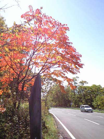 高峰高原の紅葉が綺麗です。_e0120896_750781.jpg