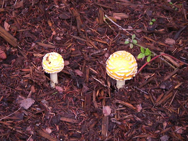 f0038407_10583575.jpg