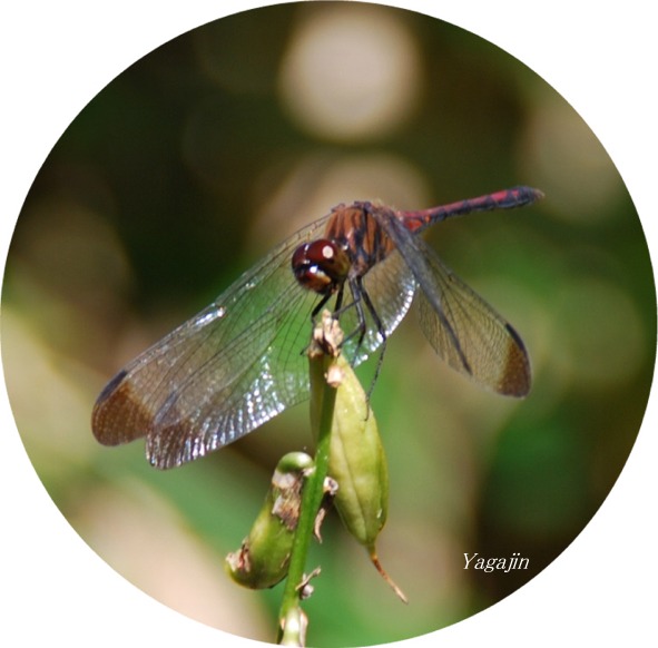 秋の麒麟草・秋の黄輪草（アキノキリンソウ）_f0136821_6283847.jpg