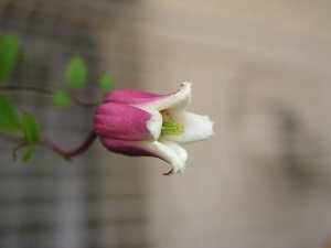 b0031925_10282772.jpg