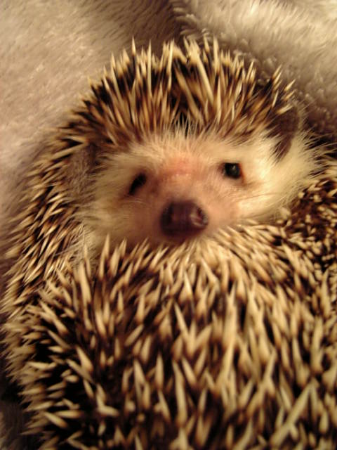 f0154033_02465.jpg