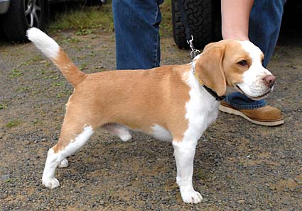 動物愛護フェスティバル_a0070350_23311145.jpg