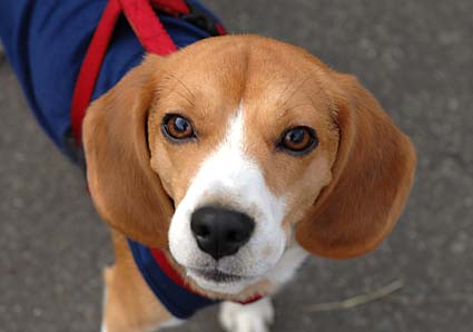動物愛護フェスティバル_a0070350_23321646.jpg