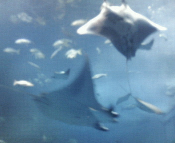 水 海 珊瑚 そしてエコ_d0062076_2164147.jpg