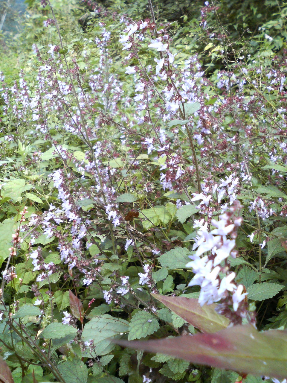 e0024081_2015110.jpg
