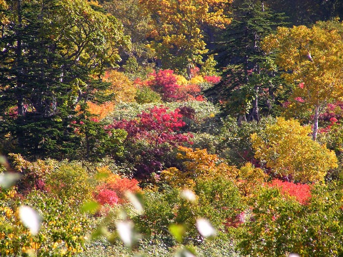 大谷地の紅葉とニセコパノラマライン グルメ 温泉に行っちゃうぞ 北海道の旅 大谷地の紅葉とニセコパノラマライン グルメ 温泉に行っちゃうぞ 北海道の旅