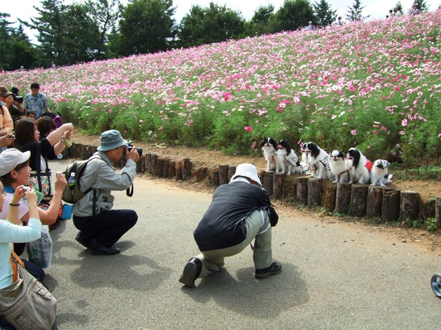 昭和記念公園コスモス祭り＠7狆バージョン_d0079302_20233381.jpg