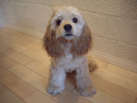 c0128303_025865.gif