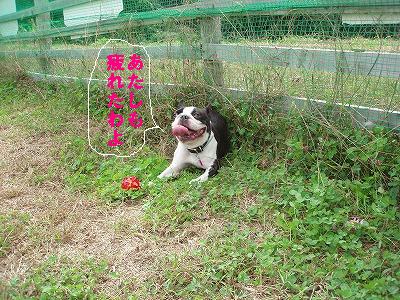 ﾄﾞｲﾂの森～虎鉄くん来岡～_c0084706_162023.jpg