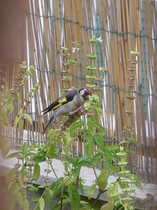 f0133814_0405213.jpg