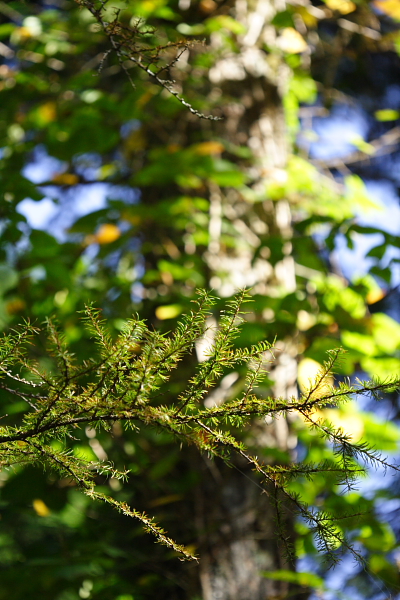 岡山県立森林公園 7_d0120622_19153993.jpg