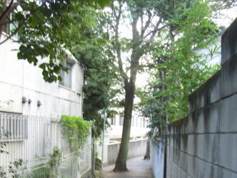 路地の街路樹は、こう植えます。_f0108825_2240887.jpg