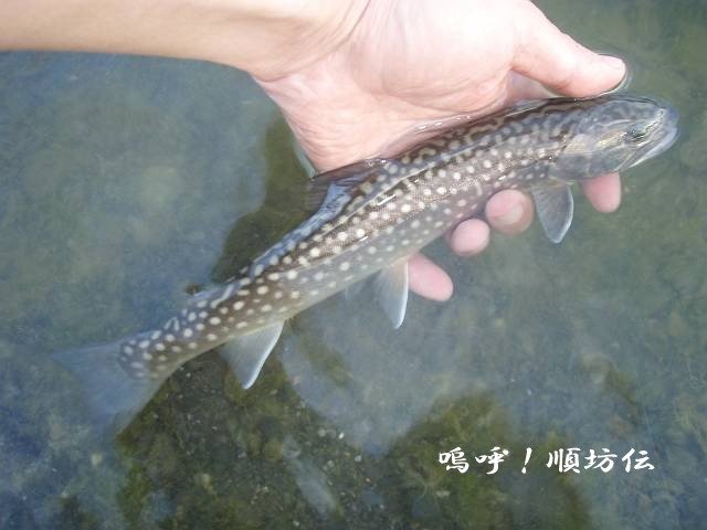 c0106128_133073.jpg