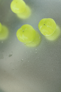 f0134642_2222068.gif