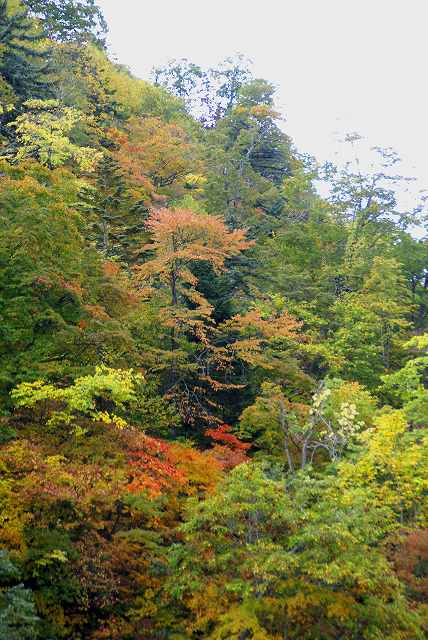 「白扇の滝」付近の紅葉　　　　２_f0119643_9301659.jpg