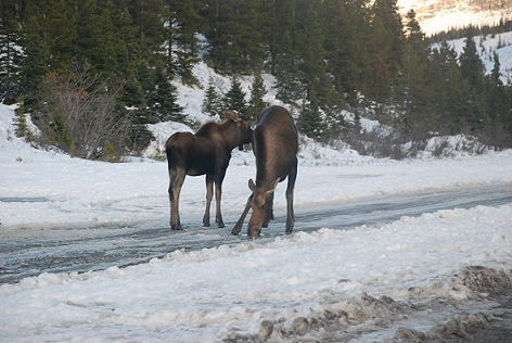 Canmore　-　Whitehorse　Part2_f0145348_13342712.jpg