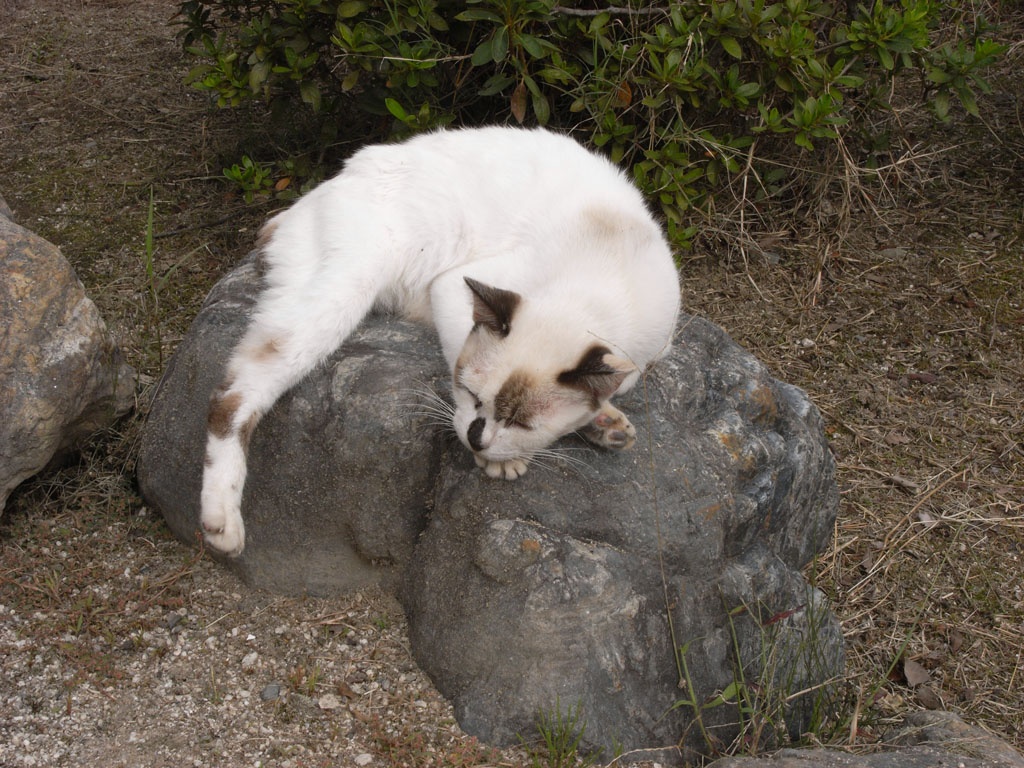 錦帯橋お散歩で猫撮り_f0143954_17201249.jpg