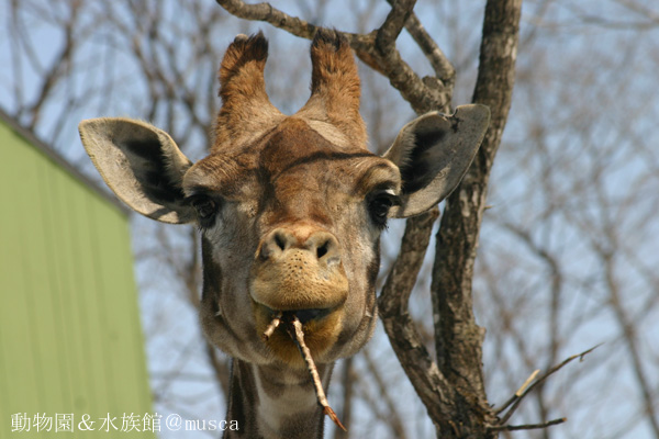 ケープキリン Giraffe Blog ケープキリン Giraffe Blog