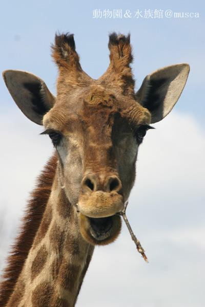 ケープキリン Giraffe Blog ケープキリン Giraffe Blog