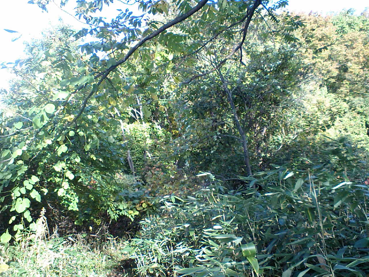 d0098665_18403571.jpg