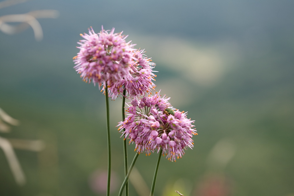 雲月山に咲く秋の花_e0015567_17482132.jpg