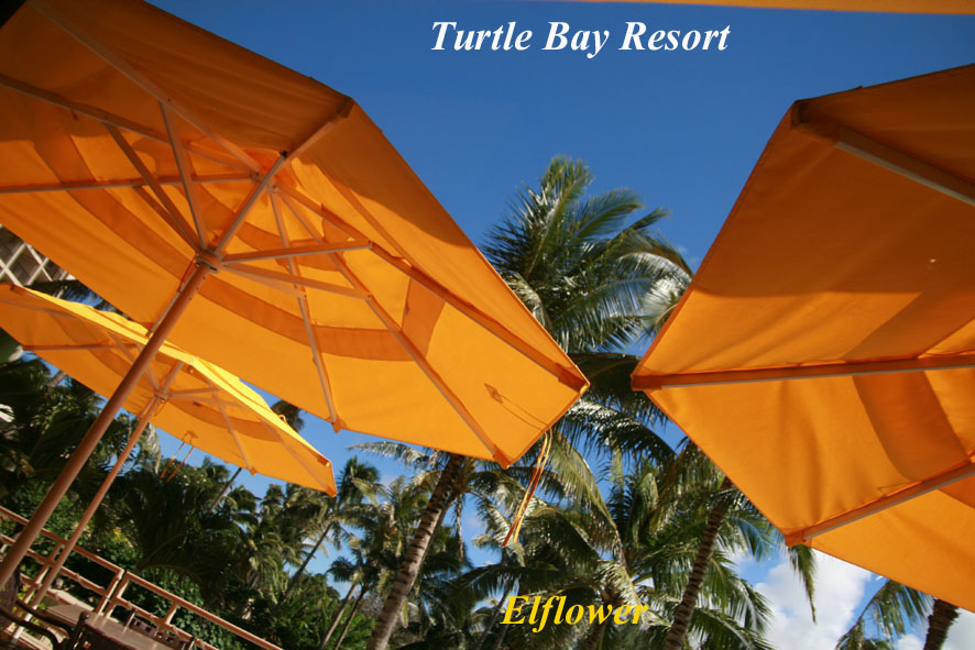 Turtle Bay resort_b0111874_10523891.jpg