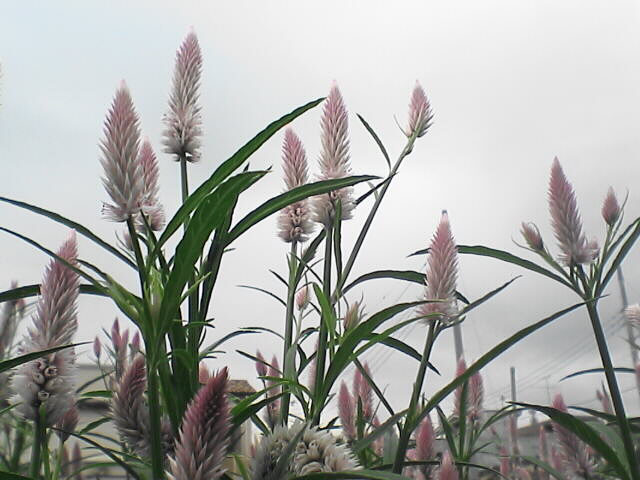 c0069380_11263677.jpg